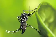 Tucumán suma nuevos casos de chikungunya