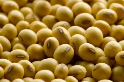 Sugieren medir la viabilidad seminal pre y poscosecha