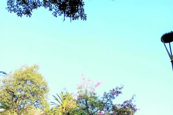 La madre que plantó un árbol para que el recuerdo de su hijo siga creciendo