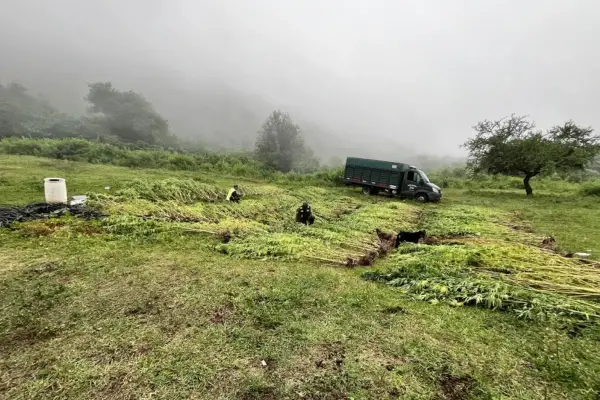 Investigaciones abiertas: dudas sobre el origen de la marihuana que se trafica en la región