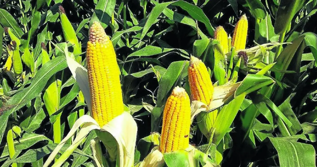 Maíz: la zona núcleo producirá 15,5 millones de toneladas