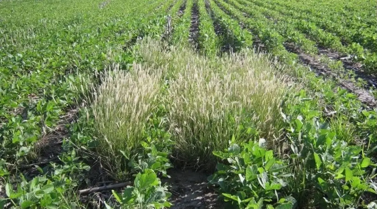 Buscan mejorar el control de malezas en exportaciones agrícolas