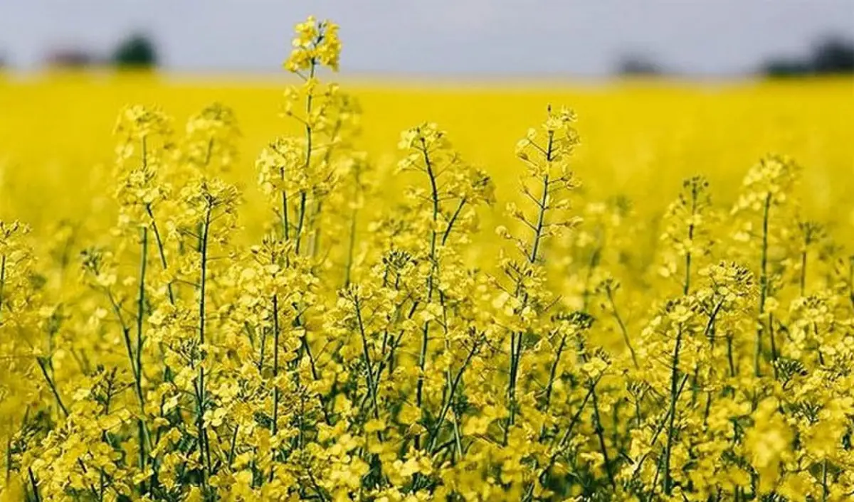 Carinata, camelina y colza crecen como oleaginosas invernales