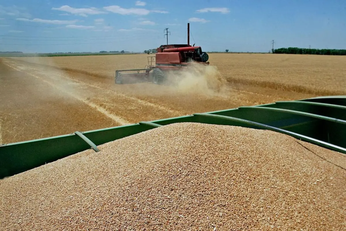 Récord de rinde y producción en la campaña triguera 2025/6