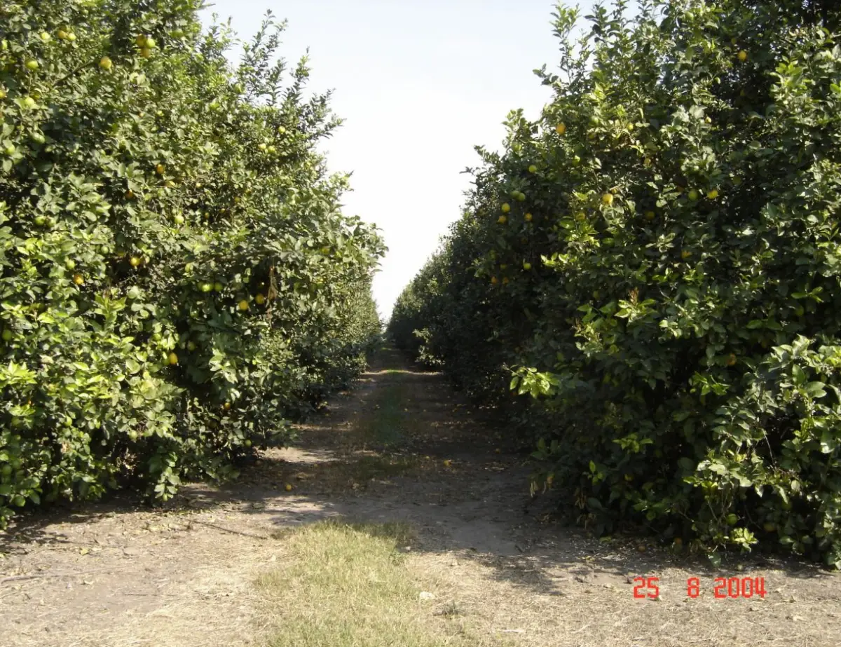 El sector citrícola, en alerta ante el HLB