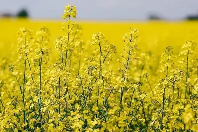 Carinata, camelina y colza crecen como oleaginosas invernales