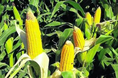 Maíz: la zona núcleo producirá 15,5 millones de toneladas