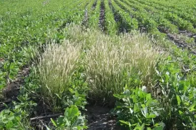 Buscan mejorar el control de malezas en exportaciones agrícolas