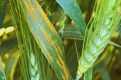 La roya amarilla gana espacio en zonas trigueras del NOA.