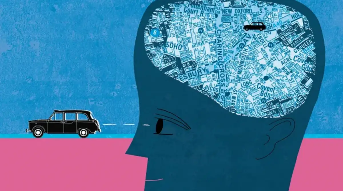 Los taxistas entrenan su hipocampo más que los conductores de colectivo.