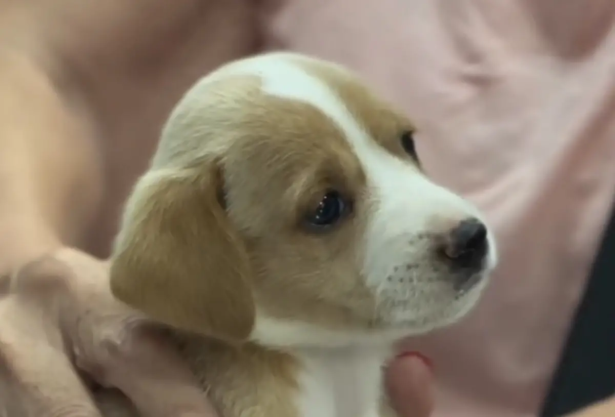 La Municipalidad hará castraciones gratuitas en el barrio Diza esta semana