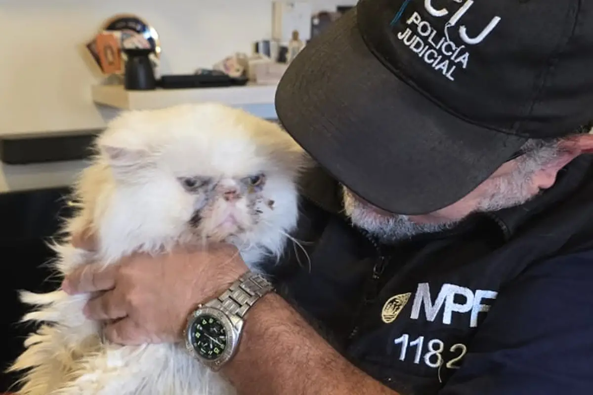 Flores: rescataron 11 gatos heridos y hacinados en un criadero ilegal