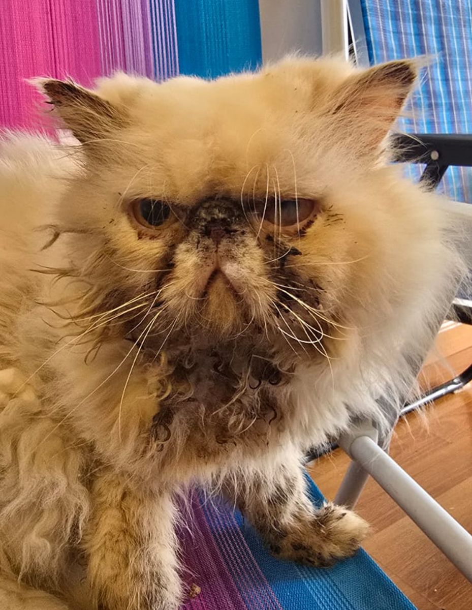 Flores: rescataron 11 gatos heridos y hacinados en un criadero ilegal