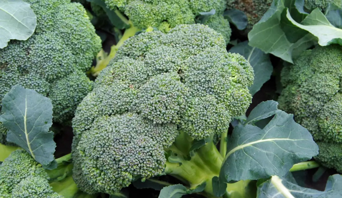 Usa este truco para transformar tu forma de preparar brócoli. (Imagen: YouTube/ Plant Based Science London)