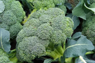 Estos son los minutos cruciales que pueden convertir al brócoli en un verdadero escudo contra el cáncer