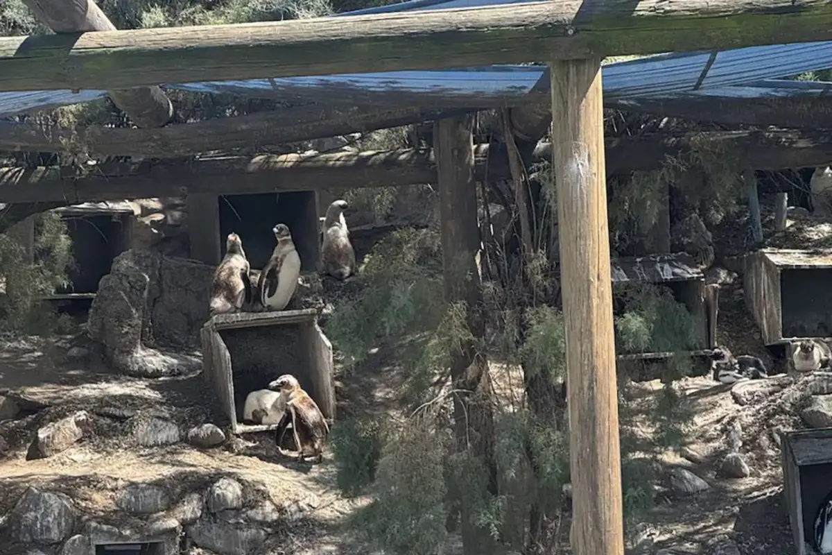 Los pingüinos deambulan dentro del predio que parece cada vez más abandonado.
