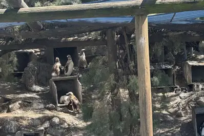 Crisis en el Aquarium marplatense: tras la quiebra, buscan reubicar a pingüinos y lobos marinos