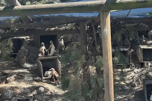 Crisis en el Aquarium marplatense: tras la quiebra, buscan reubicar a pingüinos y lobos marinos