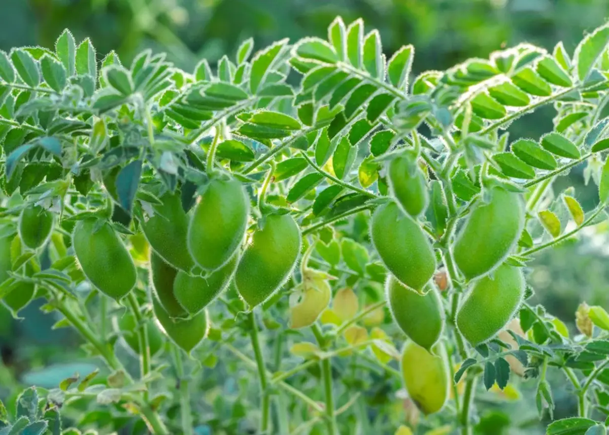 Garbanzo: 12 plantas por metro dan mayores rindes