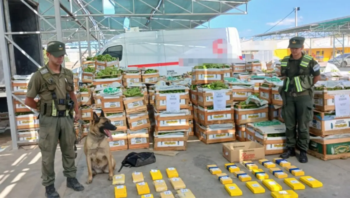 EN SAN JUAN. Los gendarmes encontraron cocaína escondidas en cajas de bananas.