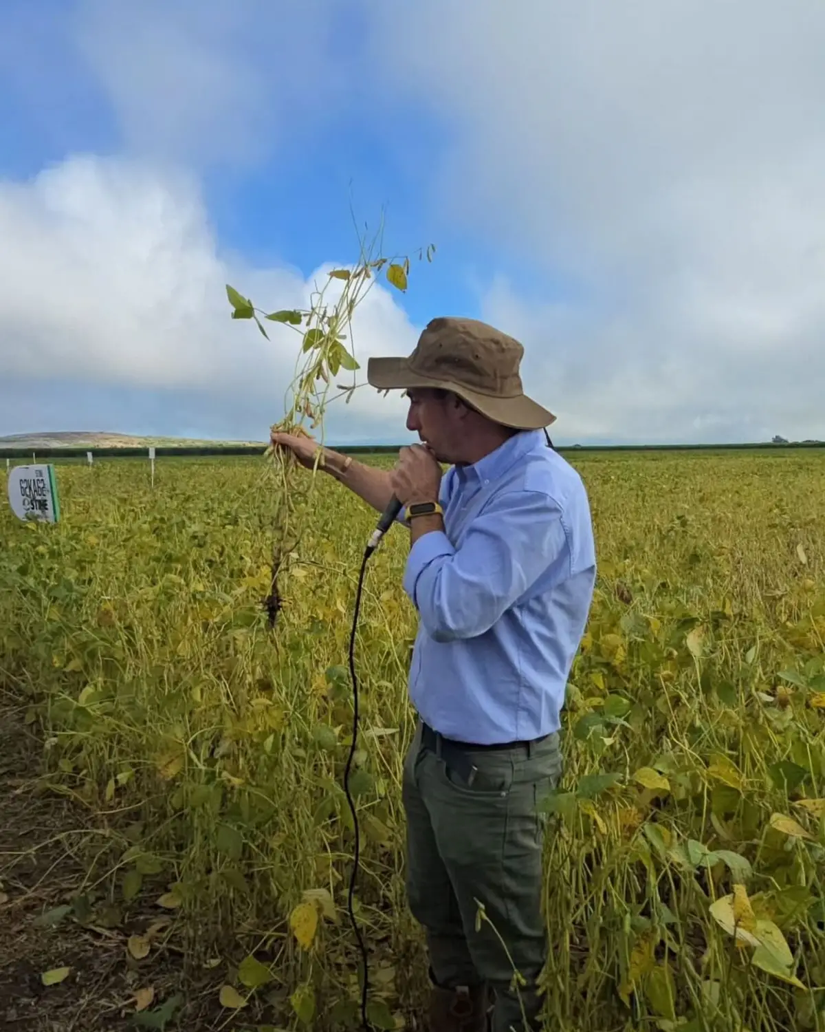 PROBLEMA. Durante marzo, la persistente nubosidad y las lluvias redujeron fuertemente la radiación solar afectando la fotosíntesis y favoreciendo la ocurrencia de limitantes sanitarias en los cultivos.