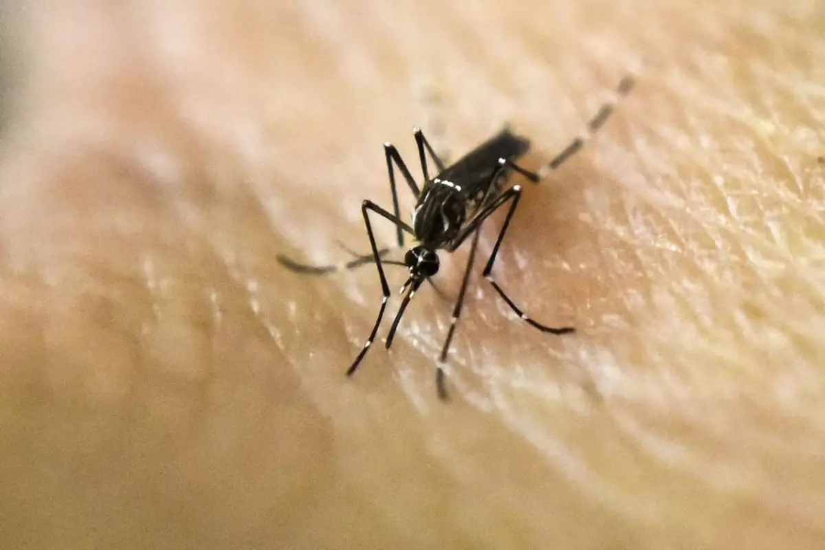 MOSQUITO TRANSMISOR. La proliferación del Aedes aegypti aumenta con la acumulación de agua estancada.  