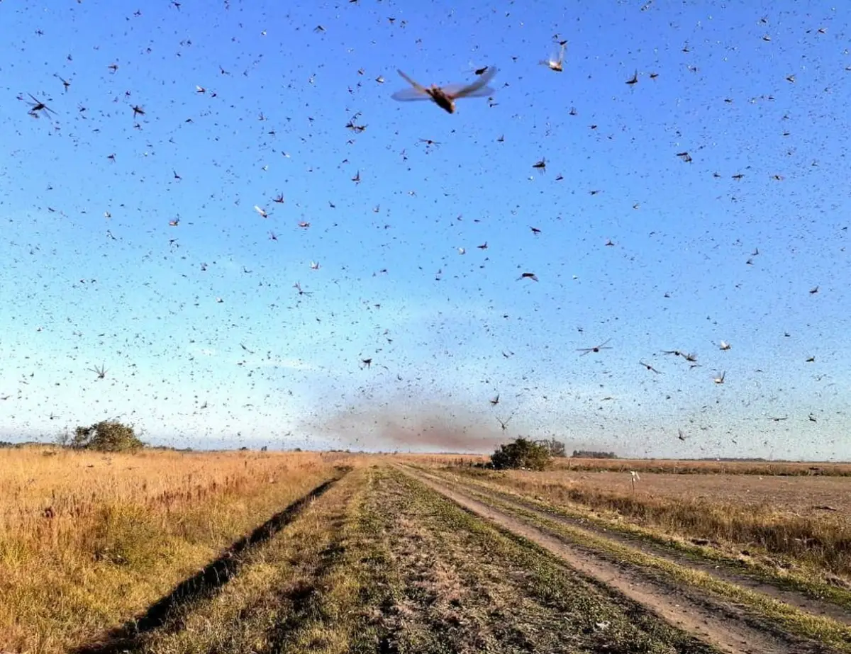 AMENAZA. Las tucuras y las langostas representan dos de las más desafiantes plagas para toda la agricultura.