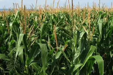 Cierre de la campaña gruesa complicado: excesos de lluvia, suelos saturados y baja radiación