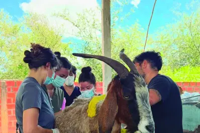 La historia de supervivencia animal que conmovió en medio del desastre