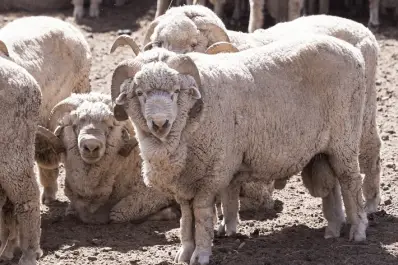 Argentina confirma su primer caso de scrapie en ovinos y activa un operativo sanitario: qué es esta enfermedad y por qué preocupa