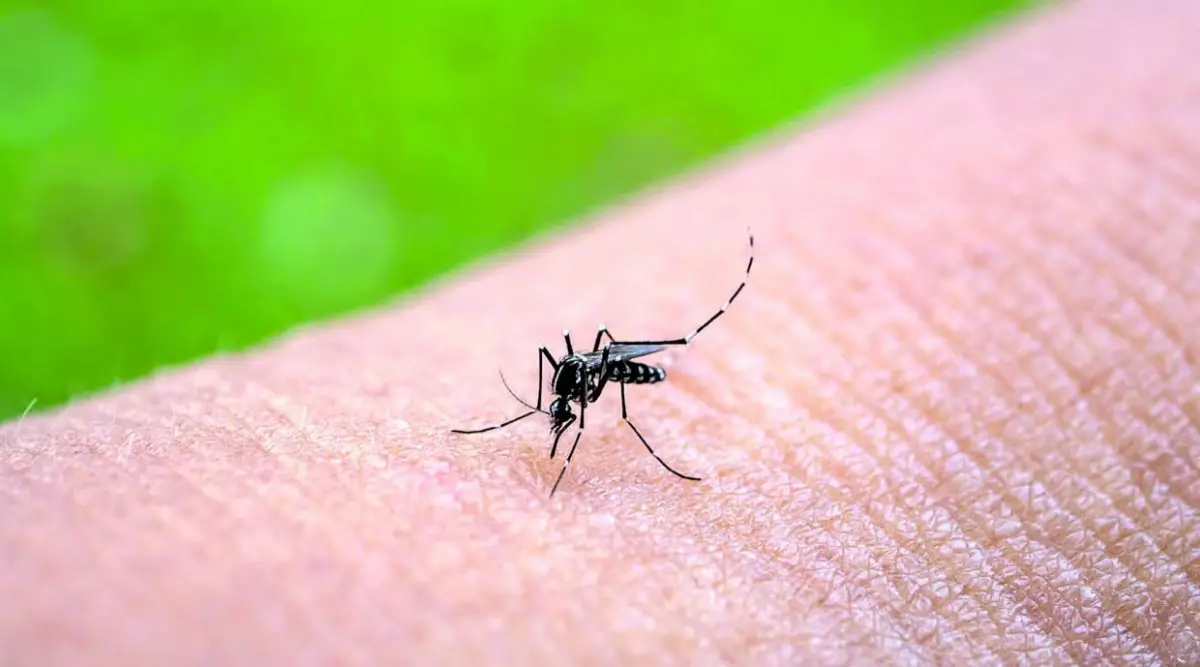 EL VECTOR. El mosquito Aedes aegypti transmite la enfermedad.