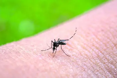 Chikungunya: se suman los contagios y ya hay 155 casos en Tucumán