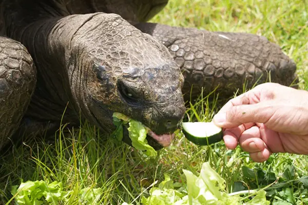 Desmienten la muerte de Jonathan, la tortuga más vieja del mundo con 193 años
