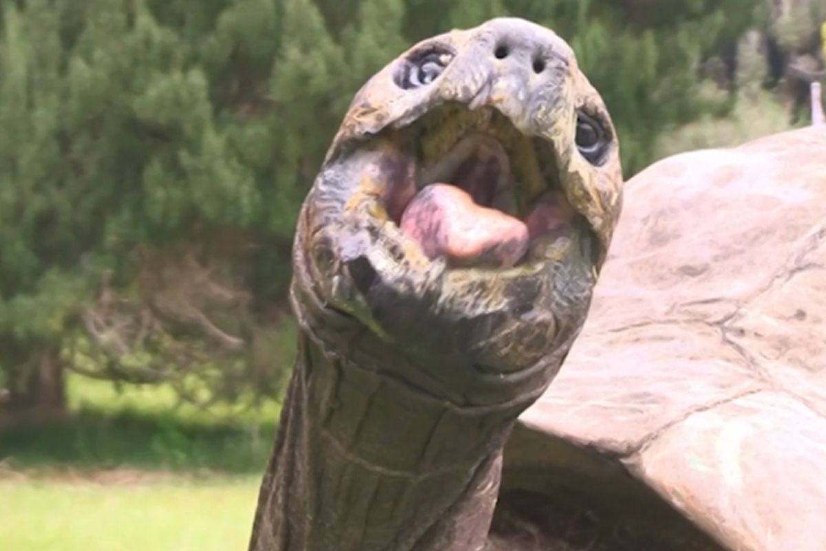 Desmienten la muerte de Jonathan, la tortuga más vieja del mundo con 193 años