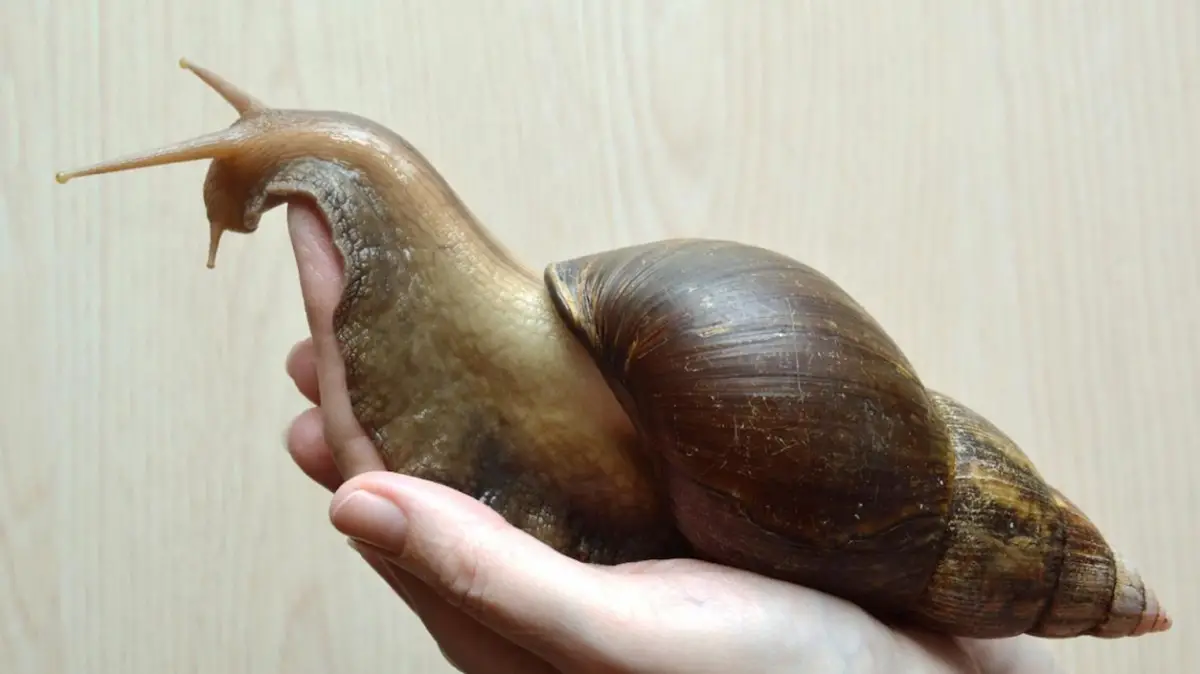 CARACOL GIGANTE AFRICANO