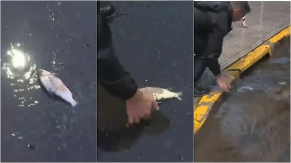 Insólito hallazgo tras el diluvio: un periodista encontró un pez en una calle de Palermo