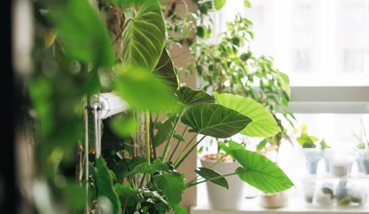 Las plantas pueden purificar el aire del interior de tu hogar. 