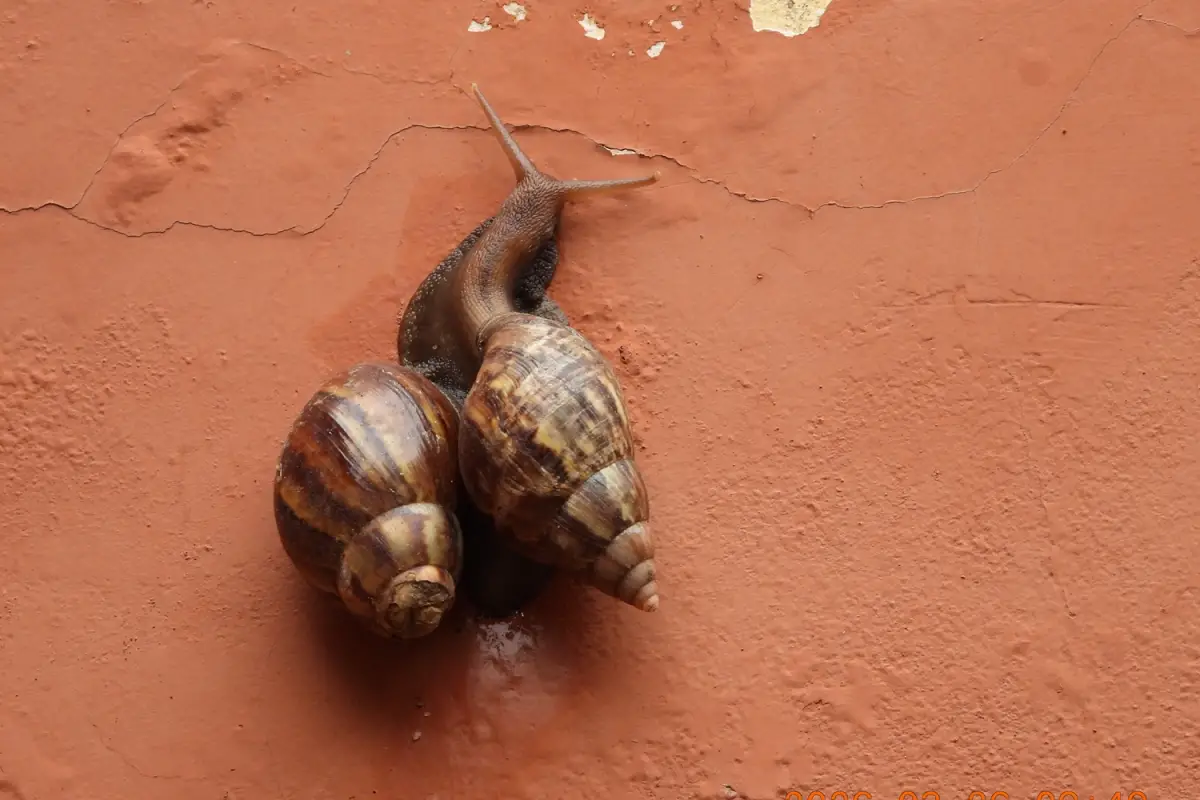 SON VORACES. Los caracoles gigantes africanos, un peligro para los cultivos. 