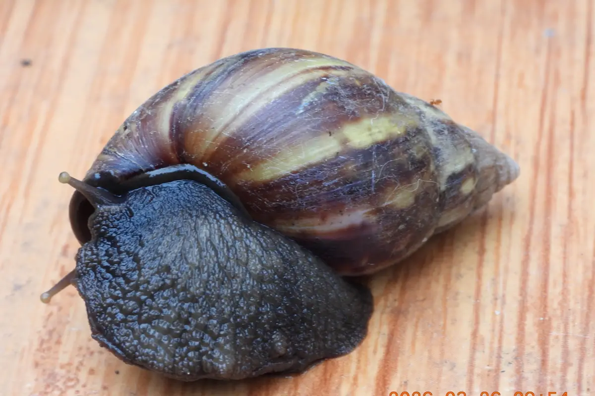 EL TEMIBLE caracol gigante africano. 