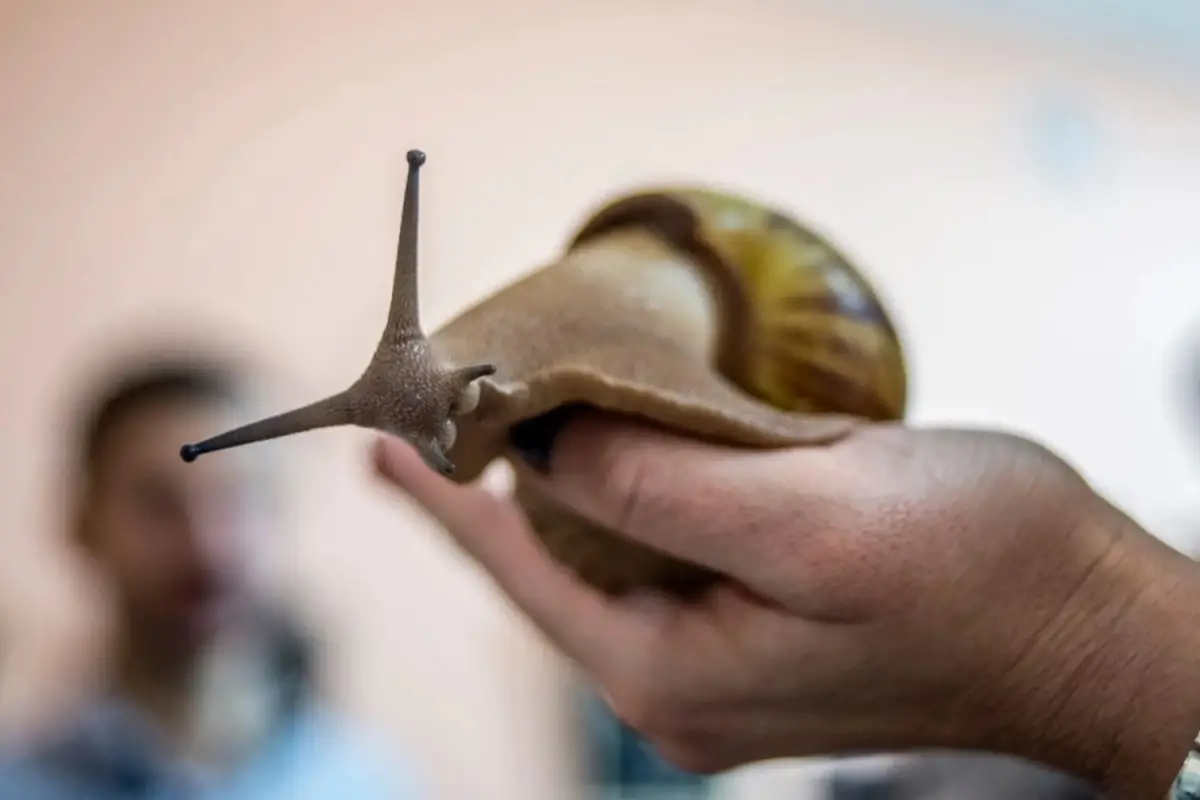 El caracol gigante africano lleva aterrorizando a las autoridades del continente americano desde hace décadas.NurPhoto/GETTY IMAGES