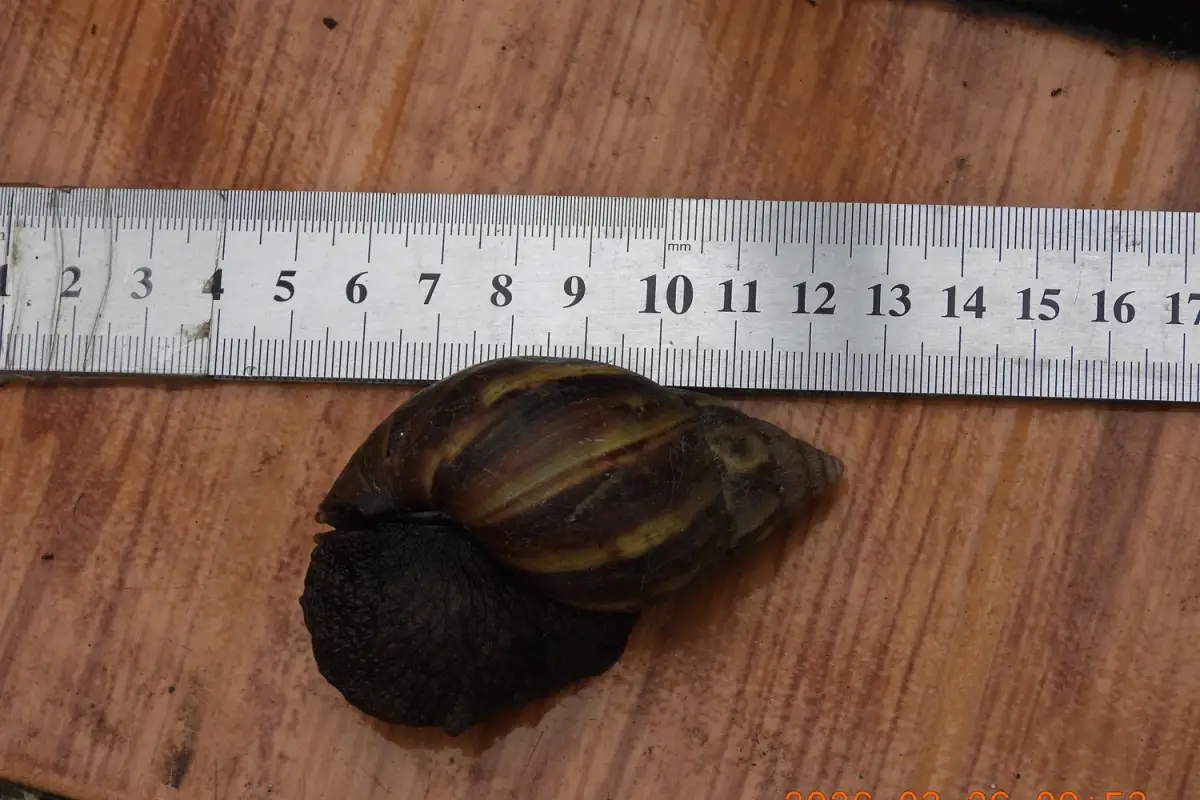 EL CARACOL GIGANTE AFRICANO. Se encontró un ejemplar en Tucumán y generó alarma. 