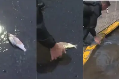 Insólito hallazgo tras el diluvio: un periodista encontró un pez en una calle de Palermo
