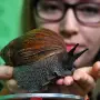 Alerta por caracol gigante africano en Tucumán: qué ocurrió la última vez que se detectó en el país