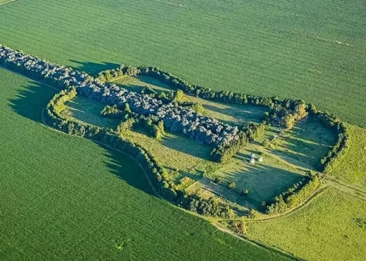 DESDE EL AIRE. Así se ve silueta de la guitarra, formada por miles de árboles. .