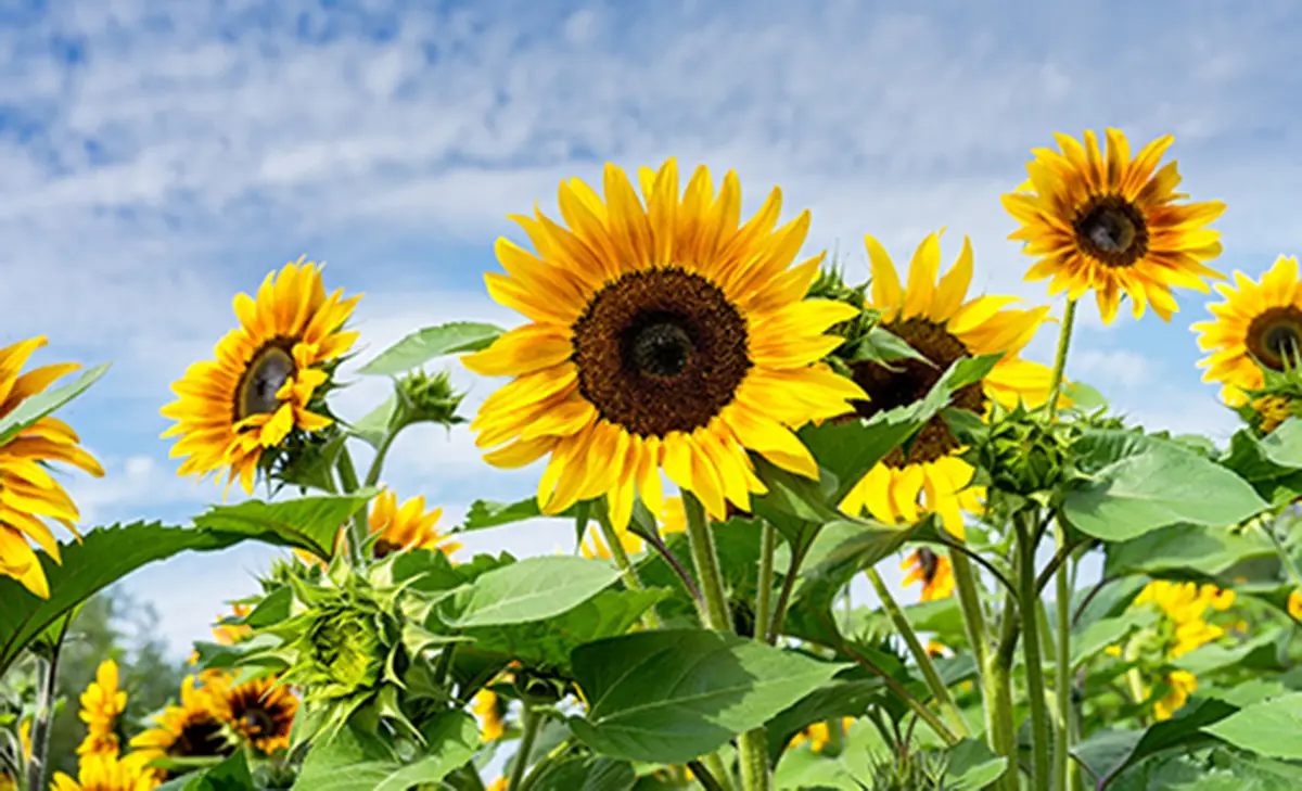 Girasol: más de 2 millones de hectáreas sembradas en el país