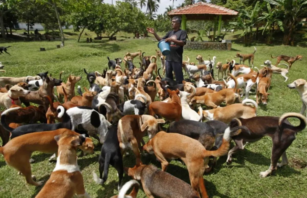 Los monumentos de la capital tucumana se iluminarán con luces naranja por el Día del Animal