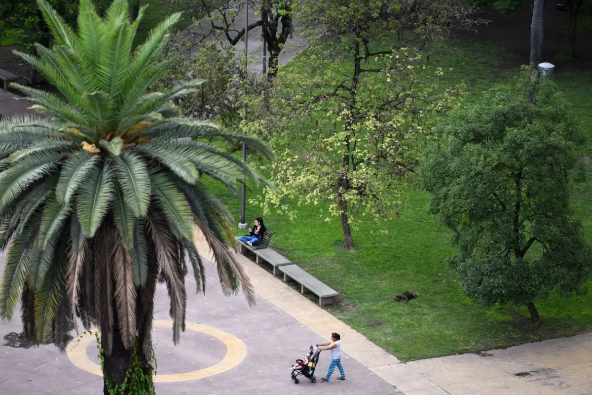 Sin arbolado no hay ciudad: el déficit estructural de Tucumán