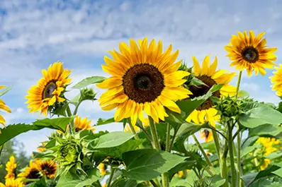 Girasol: más de 2 millones de hectáreas sembradas en el país