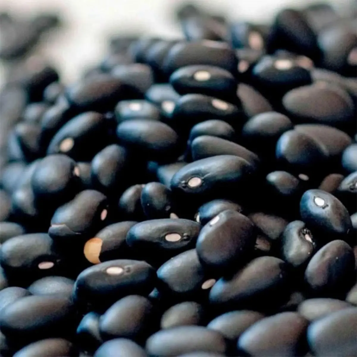 DATO. Durante el Día de campo, una experta destacó la variedad de poroto negro TUC 570, desarrollada por la Eeaoc, como la única disponible en el medio con resistencia a la bacteriosis común.