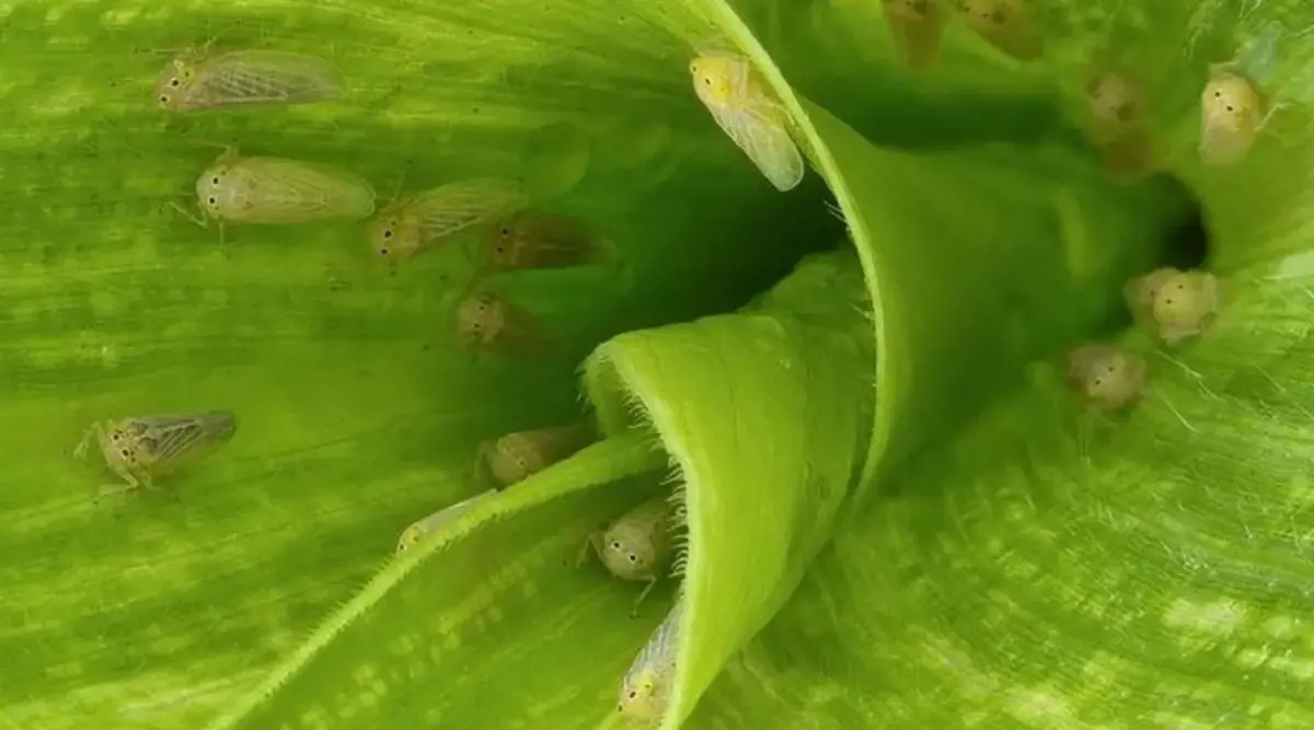 ALERTA. En enero, el avance de la cosecha del maíz primaveral en el sur promovió la migración de adultos hacia lotes con maíces estivales en estadios iniciales.